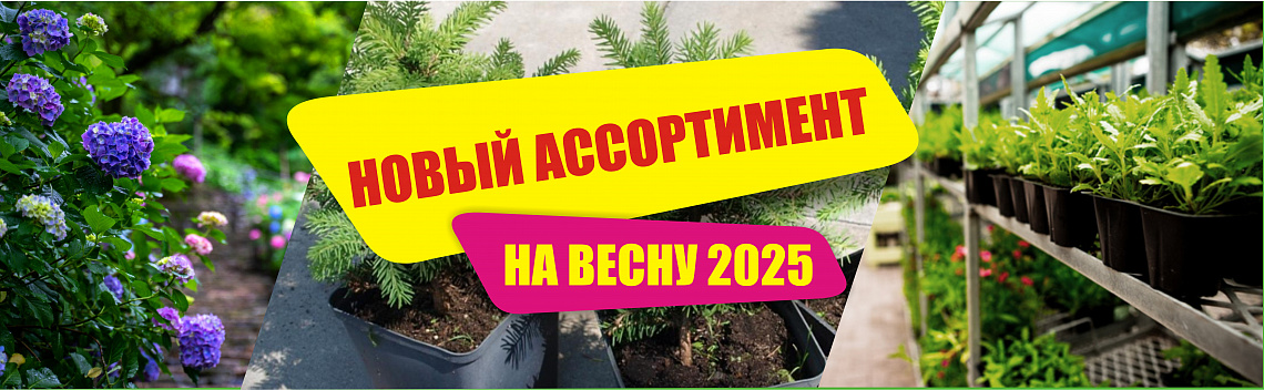 новый 2025